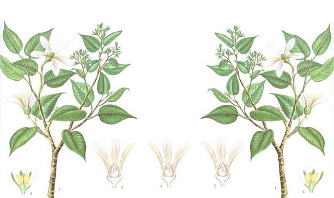 成為全球龍腦產(chǎn)業(yè)的引領(lǐng)者，遠(yuǎn)景智庫為新晃龍腦制定發(fā)展戰(zhàn)略規(guī)劃